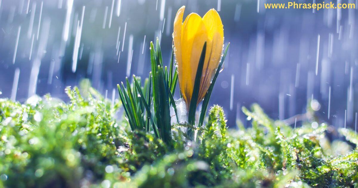 The Rejuvenating Rain of Spring