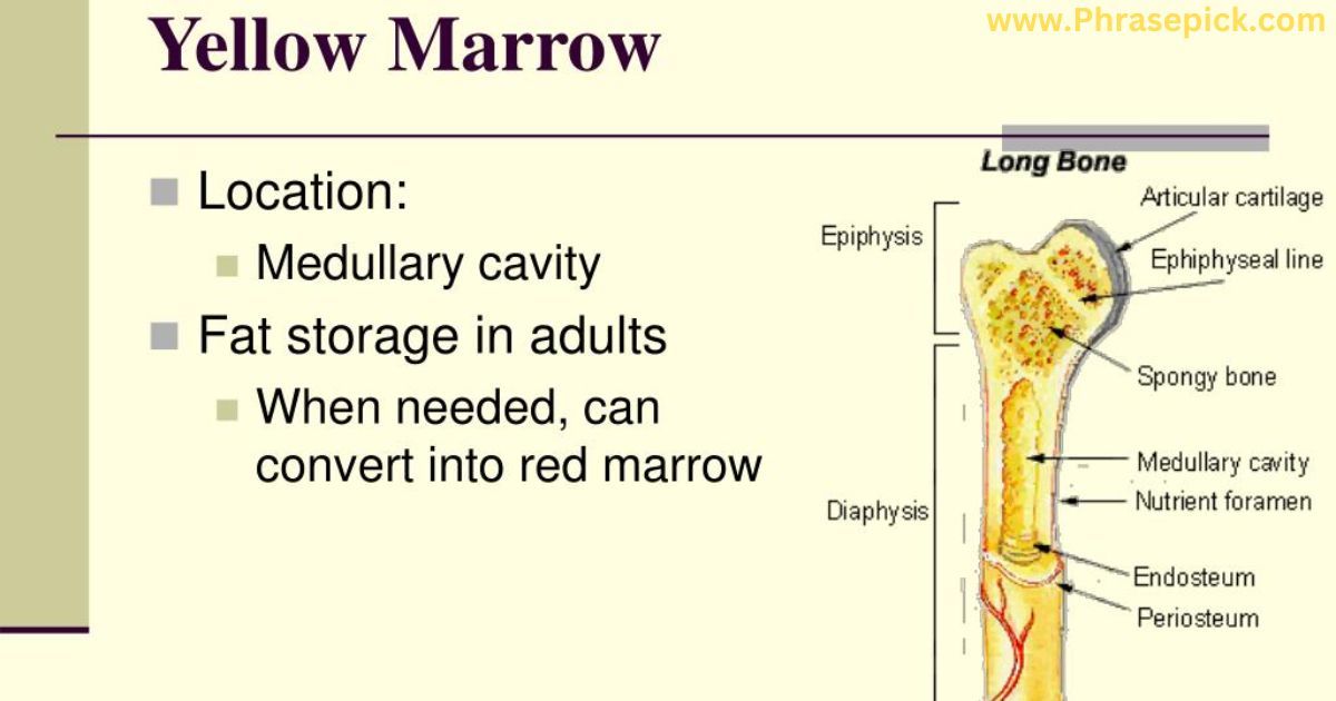 Yellow bone marrow